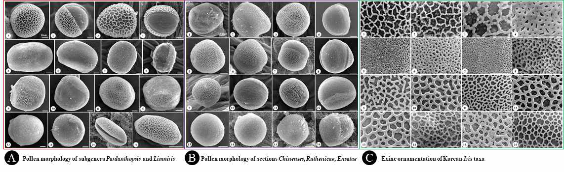 한국산 붓꽃속 분류군들의 화분학적 형질(화분 크기, 모양 및 표벽무늬 구조)