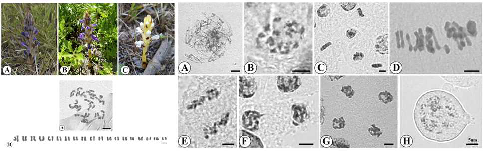 멸종위기 기생식물 백양더부살이와 초종용속의 세포분류학적 연구 결과