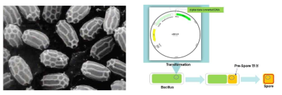 Bacillus suntilis (고초균) 내생포자 기반 DNA 정보저장 시스템 구현