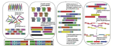 샷건 DNA 합성 기술 모식도 (Nucleic Acids Research, 40, e140, 2012년)