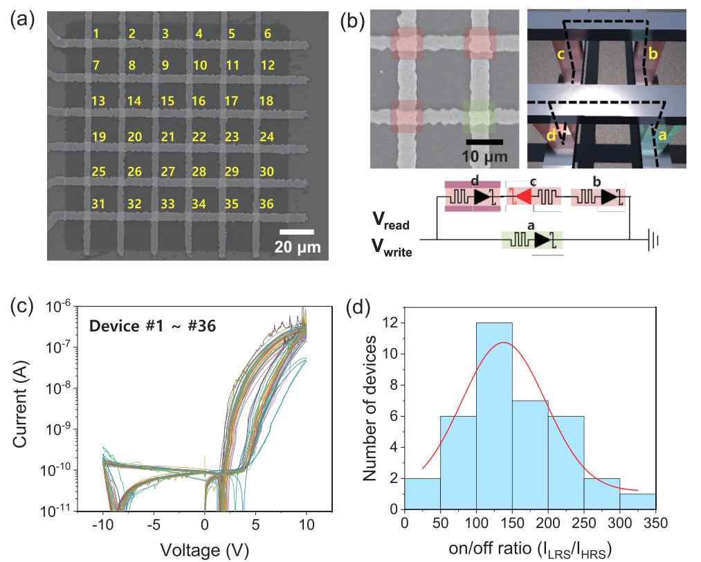 (a) 6x6 crossbar array SEM 이미지. (b) sneak current path를 나타내는 모식도. (c) 6x6 array 내 36개 소자에서 얻어진 I-V 커브. (d) 36개 소자의 on/off ratio histogram