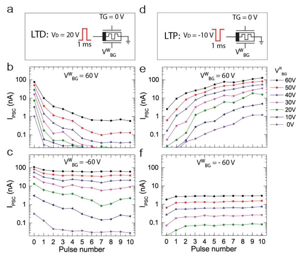 Dual-gate memtransistor 단위소자의 (a) LTP, (d) LTD 전압 인가조건, fully open 채널에서 (b) LTP, (e) LTD curve, fully closed 채널에서 (c) LTP, (f) LTD curve