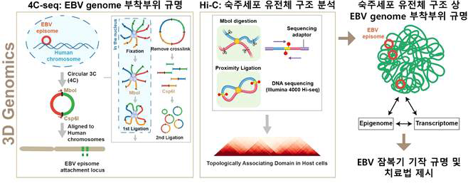 3차원 유전체 분석기술을 이용한 숙주-EBV 상호관계 연구