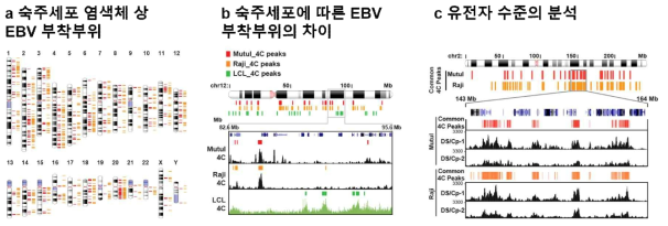 4C-seq 방법에 의한 숙주세포 염색체 상 EBV genome 부착부위 규명