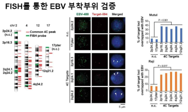 FISH를 통한 EBV 부착부위 검증