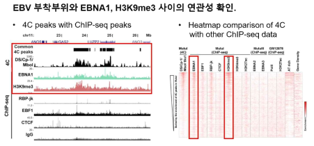 EBV 부착부위와 다른 요소들 사이의 연관성 확인