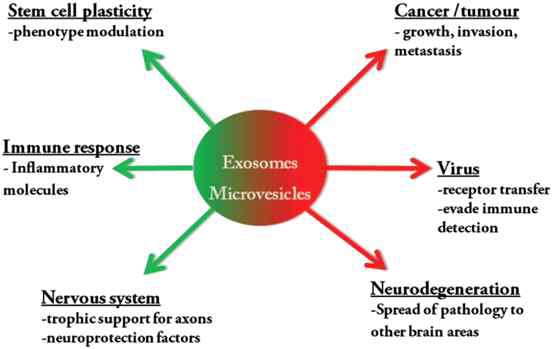 Exosome의 다양한 생물학적 기능