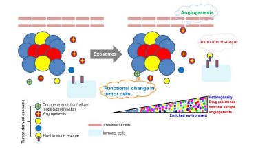 암세포 유래 exosome의 기능