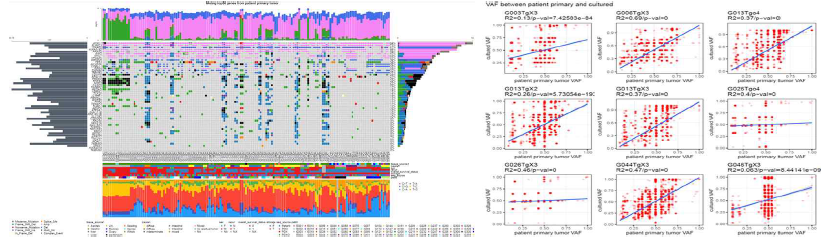 원발암과 환자유래오가노이드 모델에서 유전자 변이 landscape과 VAF의 상관관계