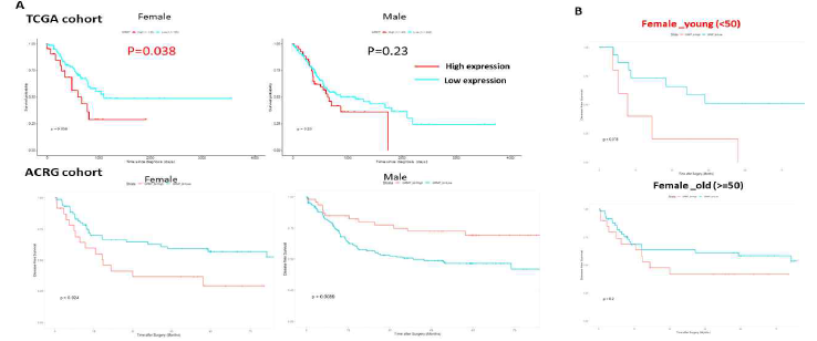 TCGA와 ACRG 코호트에서 OVM_gene4 발현에 따른 위암 환자의 생존률 차이