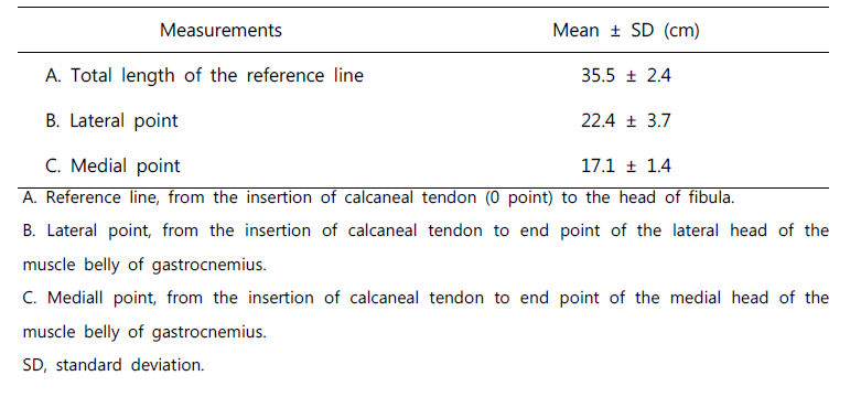 Measurements of the calcaneal tendon