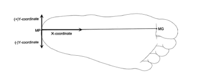 Henry’s knot 부위의 구조물 위치 분석을 위한 표지점 설정 및 X, Y 좌표 설정 Measurement of the Henry’s knot. MP, midpoint of the lowest region of the sole of the foot in inferior view; MG, the midpoint of the lowest region of the great toe in inferior view