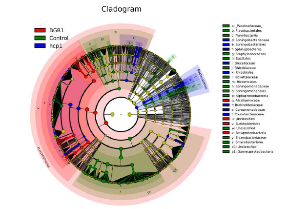 LEfSe 분석을 통한 cladogram