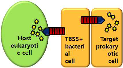 세균의 T6SS-dependent secreted effector의 작용 모식도