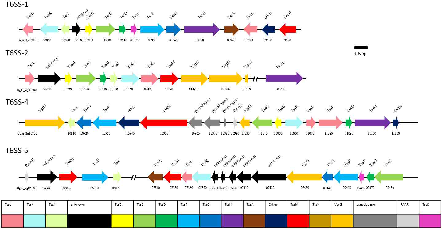 B. glumae BGR1의 4개의 T6SS cluster 분석