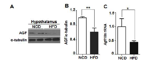 고지방식이 유도 비만마우스 시상하부에서 AGF 단백질과 (A,B) mRNA 발현의 감소 (C)