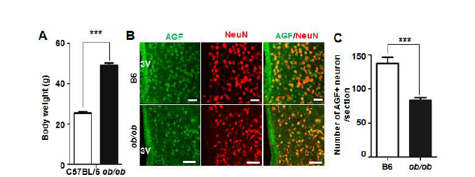 비만상태의 ob/ob 마우스 (A)의 시상하부에서 AGF 발현 신경세포수가 감소 (B, C)