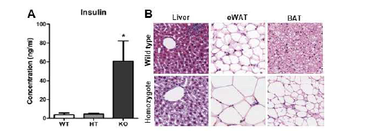Pomc-Cre, MitoX 마우스에서 혈중 인슐린 증가 (A) 및 지방 세포 크기 증가 (B)