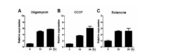 미토콘드리아 억제제 처리에 의한 AGF mRNA 발현 변화 (A-C)