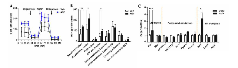 AGF 처리에 의한 산소소모율 변화 측정(A) 및 분석(B), 미토콘드리아 호흡복합체와 lipolysis 조절 mRNA 발현 분석 (C)
