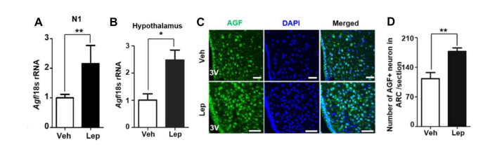 렙틴 처리에 의한 신경세포주에서 Agf mRNA 증가 (A) 마우스 시상하부 조직에서 AGF 면역형광염색 (B) 분석 (E)