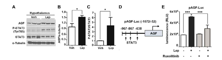 렙틴 처리 후, AGF, p-STAT3 발현 분석 (A – C) AGF promoter-luciferase reporter를 이용한 발현 분석 (D, E)