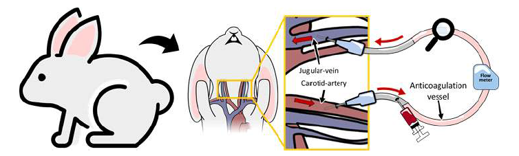 토끼를 이용한 in-vivo circulation test의 모식도