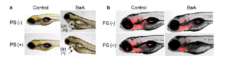 (a)PS 나노플라스틱과 BaA 혼합물을 처리한 제브라피쉬 배아의 심장기형 발생 비교 이미지 와 (b)transgenic zerbafish (kdrl:mCherry) 이용한 혈관생성율 비교 이미지