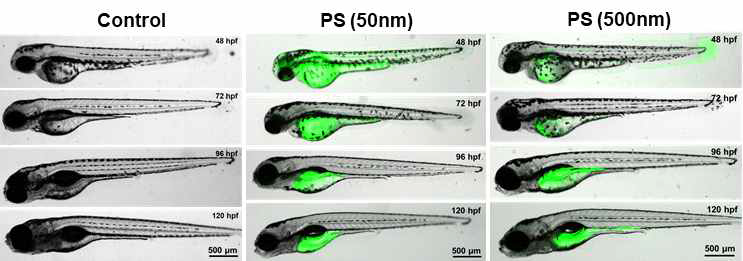 녹색형광 PSNPs (50, 500 nm)를 처리한 제브라피쉬 배아의 시간별 형광이미지 비교 분석