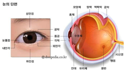 눈의 구조