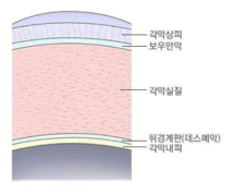 각막의 조직학적 구조