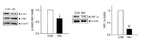 Methylglyoxal에 의한 antioxidant suppression