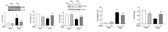 3-MA에 의한 허혈성 autophagy 변화에 따른 BBB 손상 평가