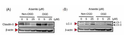 중금속(As3+) 노출과 허혈손상 동시노출에 의한 TJ변화와 autophagy