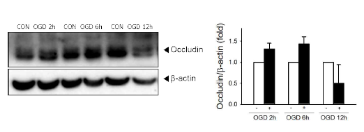 OGD 시간별 occludin의 변화