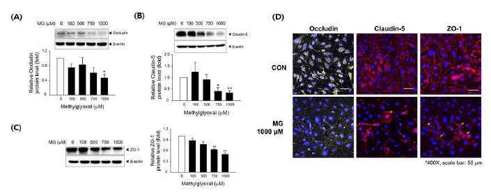 MG 노출에 의한 BBB 에서의 occludin, claudin-5, ZO-1의 변화