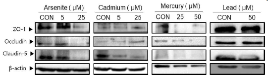 중금속에 의한 Tight junction protein의 변화