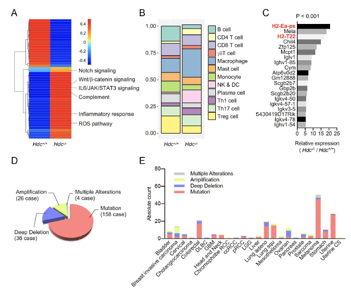 HDC KO 위조직에서 유전자 발현 패턴 및 TCGA 분석