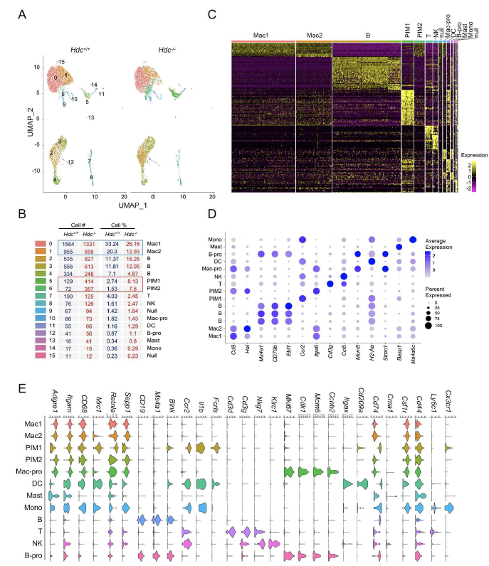 Single cell RNA 분석을 통한 HDC KO 대식세포 분석