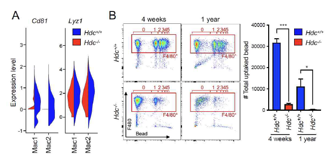 Single cell RNA 분석을 통한 HDC KO 대식작용 감소 확인