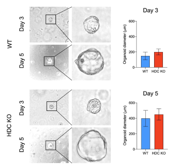 WT과 HDC KO 위조직 유래 오가노이드 생성