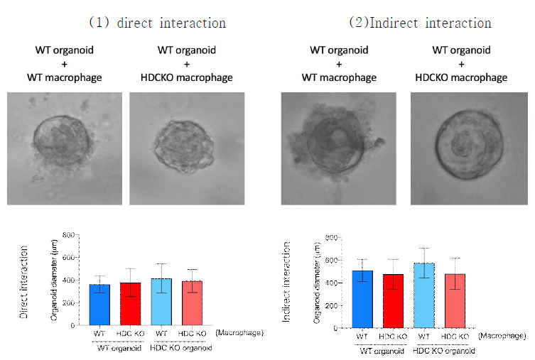 WT 과 HDC KO 유래 대식세포와 오가노이드 공동 배양