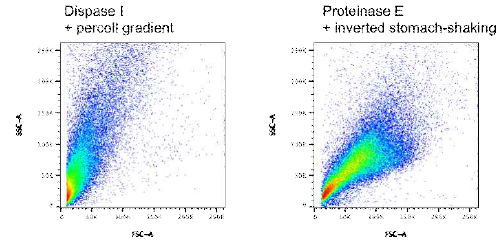 Proteinase E를 이용한 stomach 세포 분리