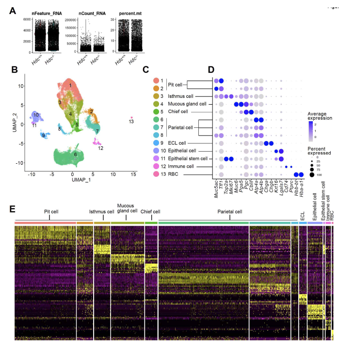 위 조직 single cell RNA 분석 clustering