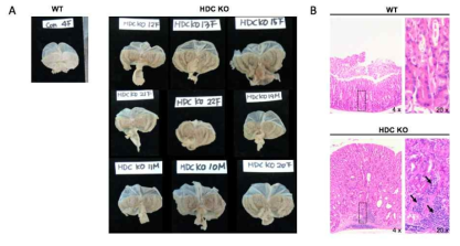 생후 1년 WT과 HDC KO의 위조직 육안 및 HE 사진