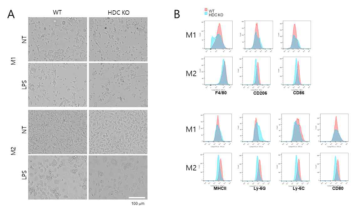 WT과 HDC KO BMDM 분화 및 표현형 확인
