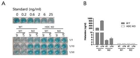 WT과 HDC KO BMDM의 배양액에서 히스타민 발현 확인