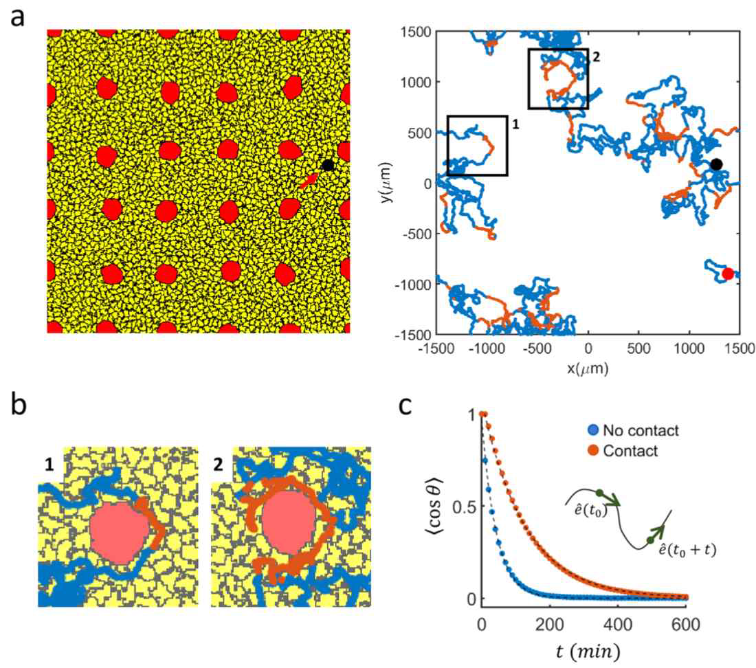 정상세포 (노랑)의 거동에 영향을 끼치는 노화세포 (빨강) [2D Cellular Potts 모델 전산계산 결과 (a: 파랑색 trace는 no contact 상황; 빨강색 trace는 contact 상황). (b) 대표적인 contact 상황 close-up images of (a). (c) 각 경우에 해당되는 방향 상관관계 곡선