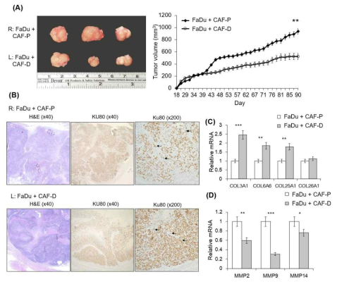 Mouse xenograft tumor formation from FaDu spheroids with CAF-P or CAF-D. FaDu spheroids (<400 μm in diameter) were prepared in 96-well U-bottom Ultra-Low Attachment plates. Overall, 50 FaDu spheroids (approximately 5 × 105 cells) were co-injected with the same number of CAF-P and CAF-D cells into the right and left cheeks of the mouse oral mucosa, respectively. (A) Representative images show the appearance of tumors after sacrifice. At 90 days after injection, tumor size was measured using a caliper. (B) Immunohistochemical analysis of mice tumor tissues was performed with the Ku80 antibody to evaluate whether they are derived from FaDu and human fibroblasts. Representative Ku80-positive cells are indicated with black arrows. (C,D) Collagen and MMP mRNA expression levels in mice tumor tissues were compared