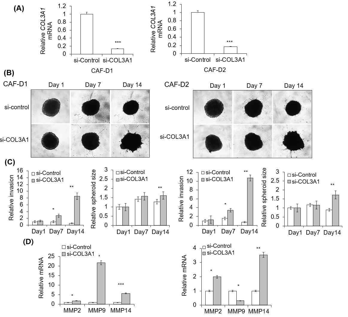 Effect of collagen knockdown-CAF-D on FaDu spheroid invasion. (A) CAF-D cells were transfected with siCOL3A1 for two days, and CM was collected. siRNA efficiency was evaluated using qPCR analysis. (B) FaDu spheroid (400 μm in diameter) was formed by culturing a 96-well U-bottom Ultra-Low Attachment plate for two days. CM and Matrigel were added to each well, and the spheroid invasion was monitored for 14 days using phase-contrast microscopy (5× magnification). (C) Cell invasion was quantified by measuring the mean number of tube-like structures extending from the surface of each spheroid. The spheroid size was quantified using Cell3iMager. (D) MMPs mRNA expression in FaDu spheroids were analyzed using qPCR on day 14. Results represent the mean ± standard deviation of three experiments (* p < 0.05, ** p < 0.01, *** p < 0.005)